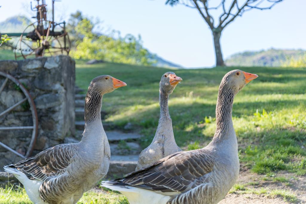 Ostello & Camping Riposo Losone Kültér fotó